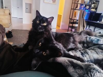 Kitties ADOPT TODAY, FREE