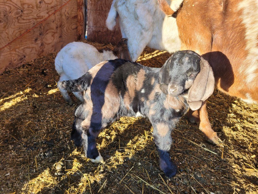 Fullblood Boer Buckling