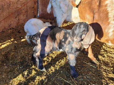 Fullblood Boer Buckling