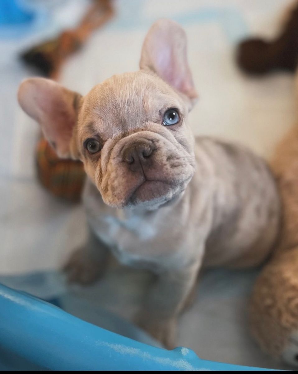 Bear the Isabella Merle Frenchi Stud | Champion Bloodline | Health Tested