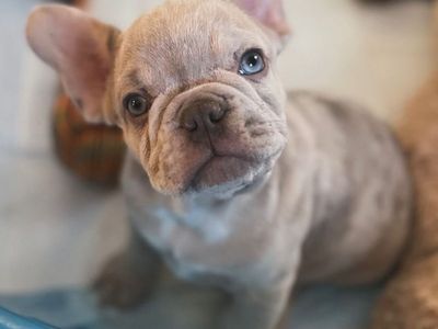 Bear the Isabella Merle Frenchi Stud | Champion Bloodline | Health Tested