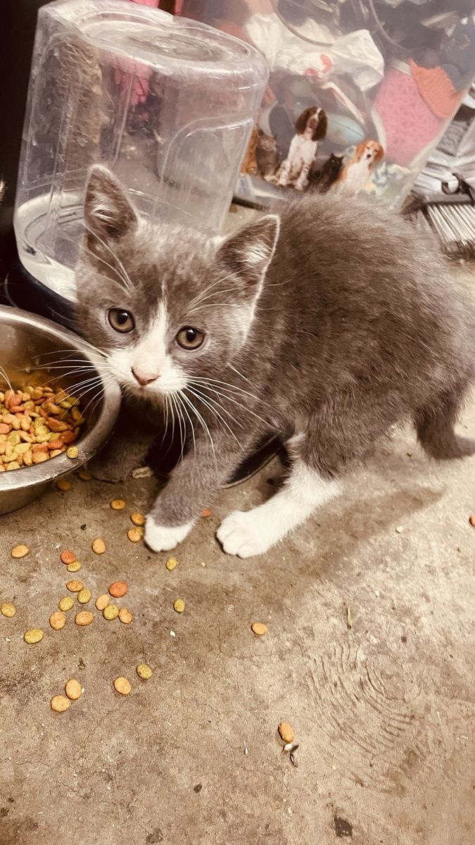 Kittens 