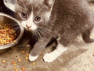 Kittens