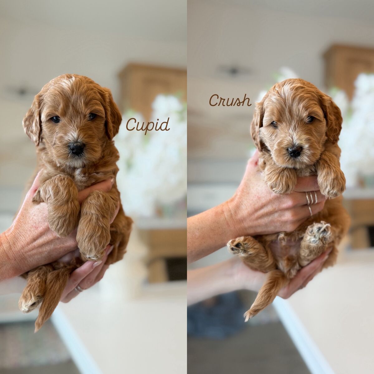 Mini Goldendoodles Ready March 23