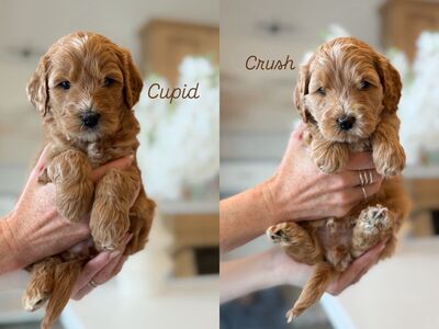 Mini Goldendoodles Ready March 23
