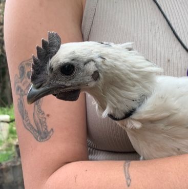 Handsome Zombie Rooster--Coop Ready Cockerel
