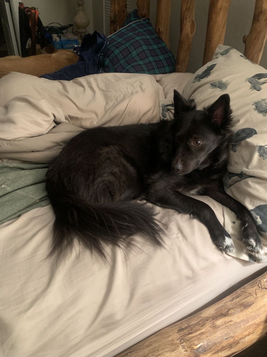 Looking for lost dog