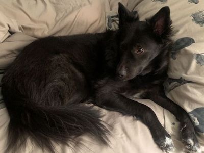 Looking for lost dog