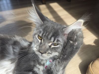 Purebred Maine Coon Kitten, Blue Tabby, Steele