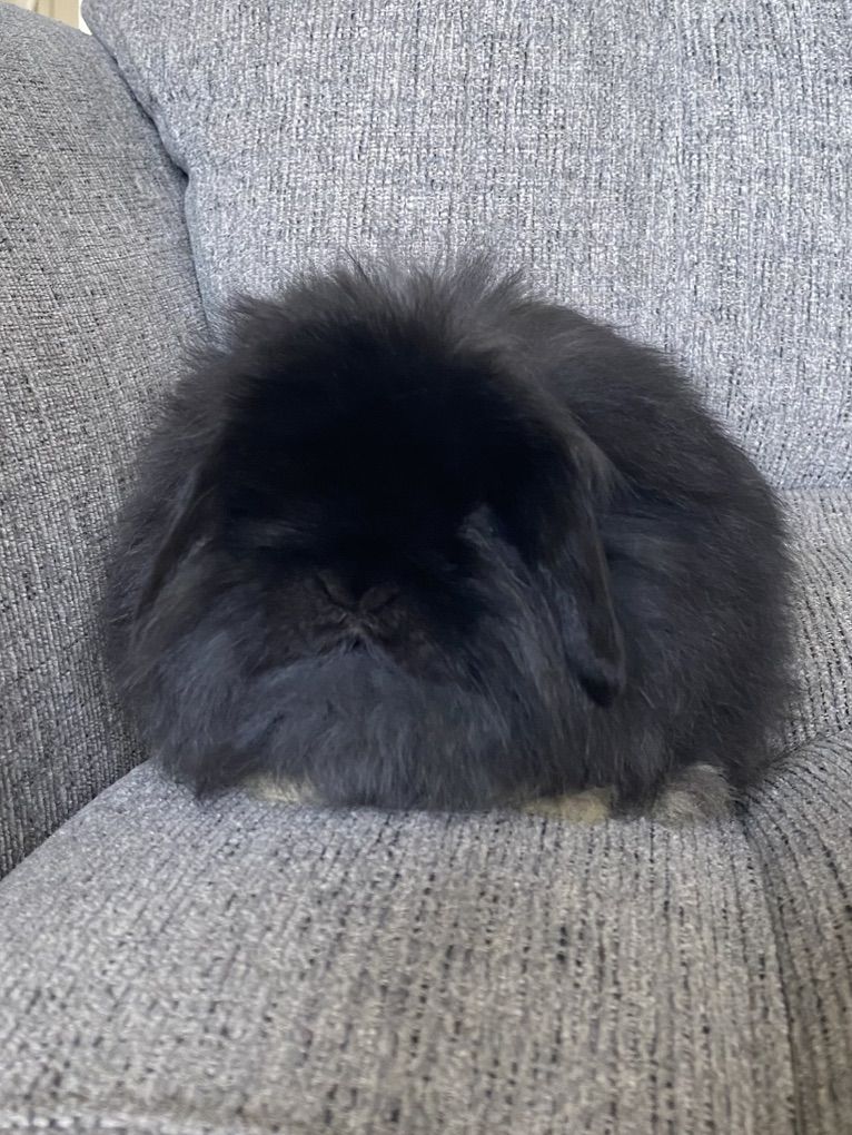 Cute Fuzzy Holland Lop Buck