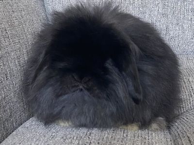 Cute Fuzzy Holland Lop Buck
