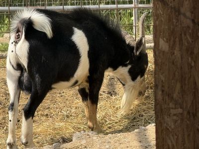 Nigerian Dwarf goat