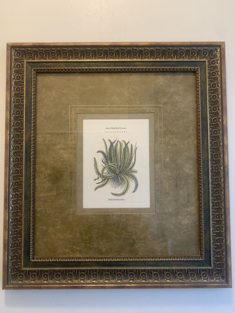 Framed Fern Prints