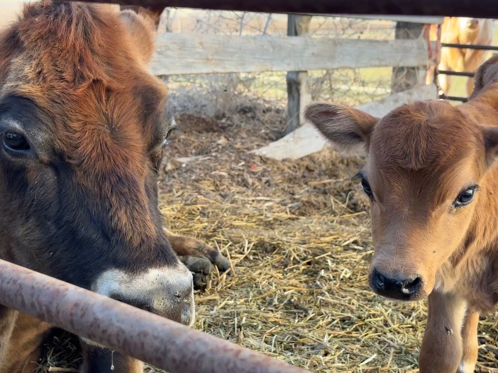 Mini Jersey Milk cow and calf