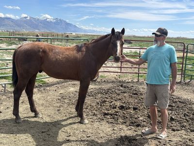 Project Quarter Horse Stallion