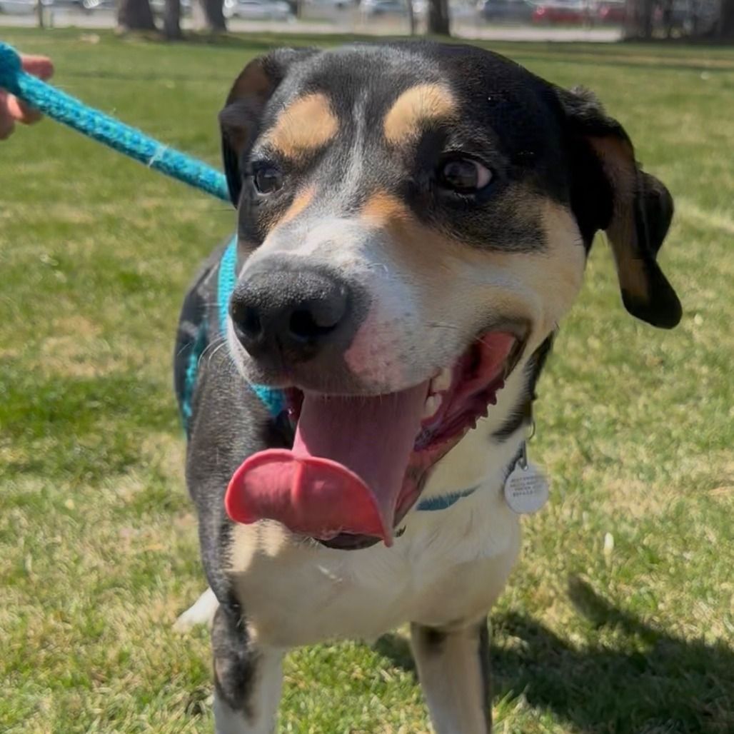 Hello my name is Smartie