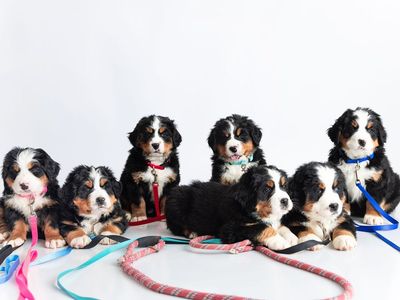 Akc Bernese Mountain Dog puppies. Ready 1 June.
