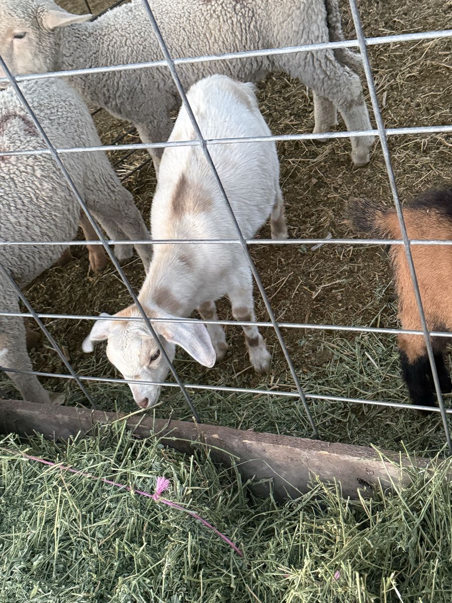 2.5 month old Nubian doeling