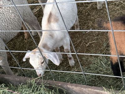 2.5 month old Nubian doeling