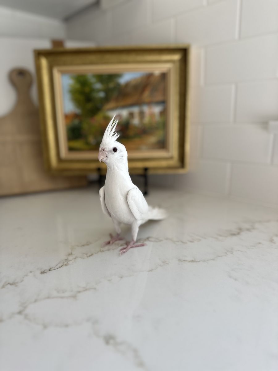 Rare all- white cockatiel