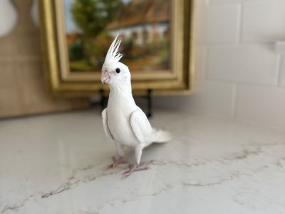 Rare all- white cockatiel