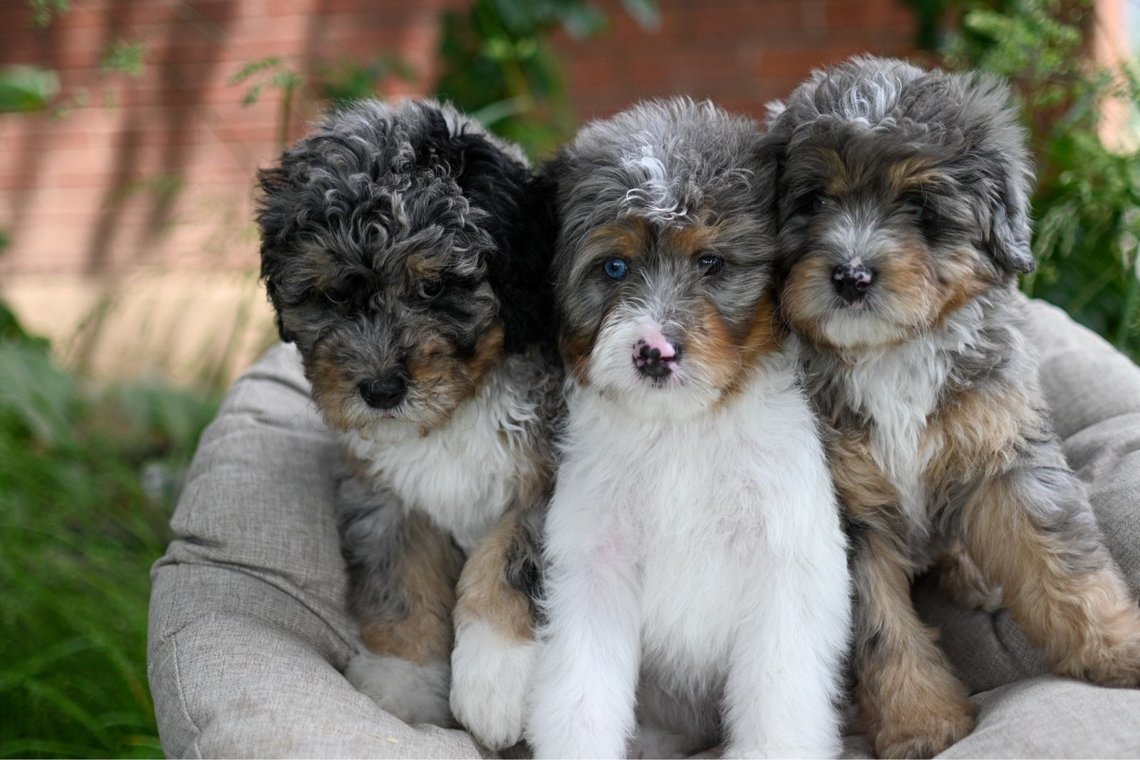 Bernedoodle Puppies available now