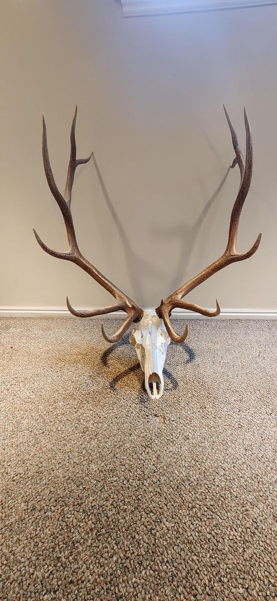 Elk antler mount