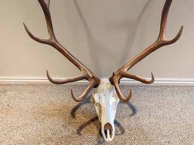 Elk antler mount
