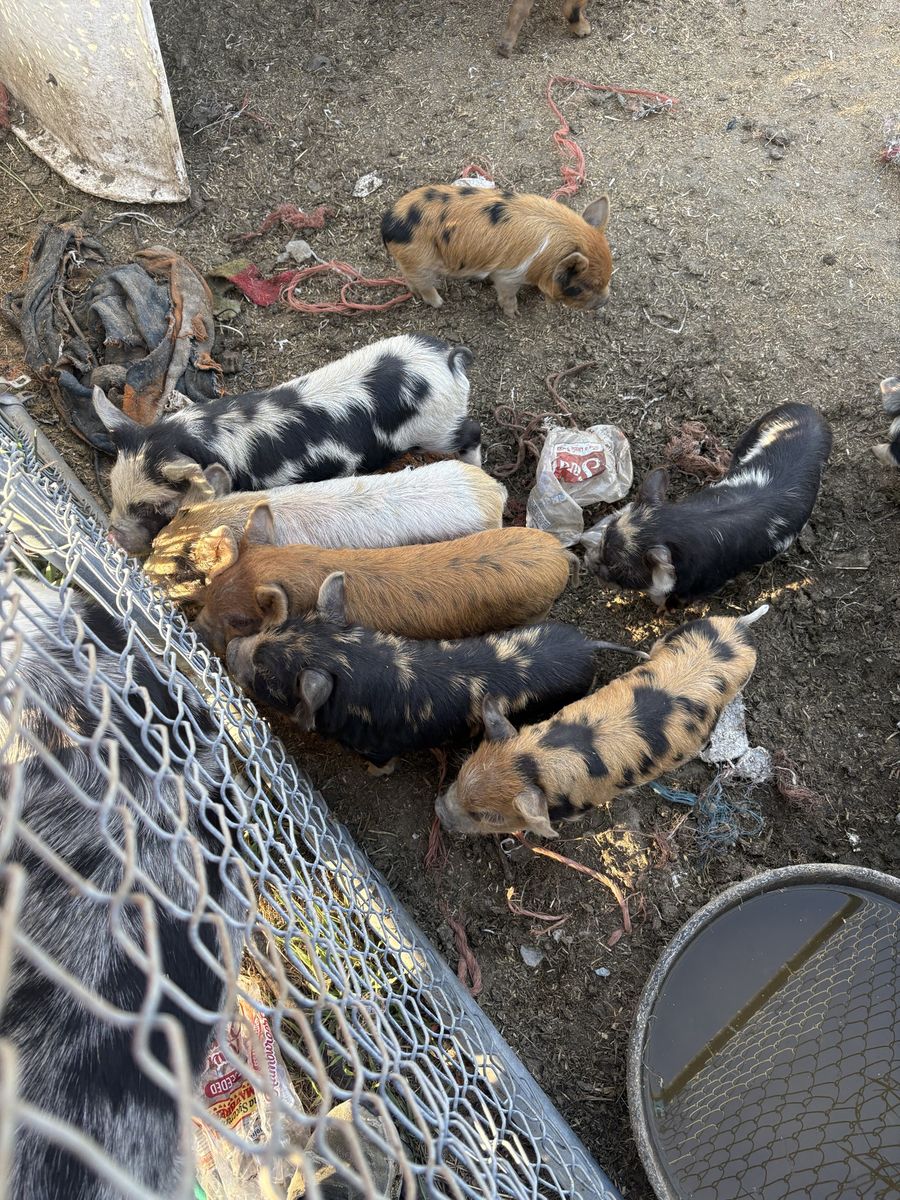 Kune Kune Piglets