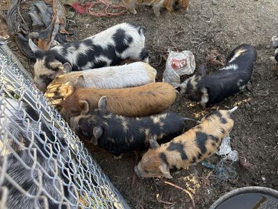 Kune Kune Piglets