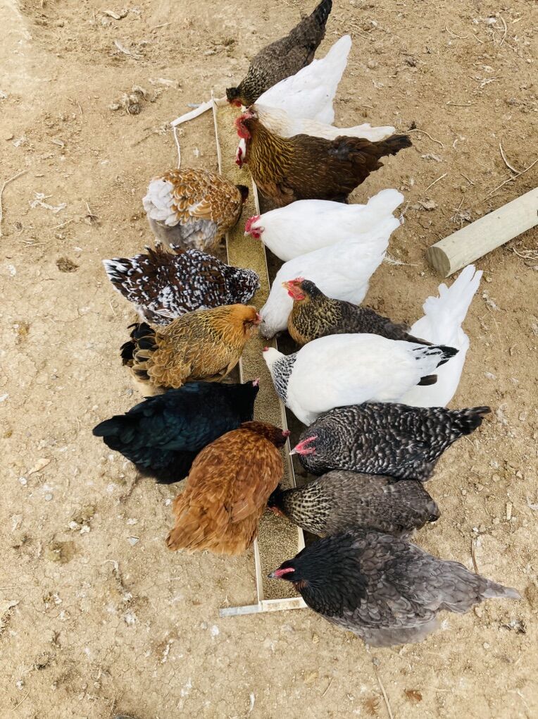 Great Hens For The Pot