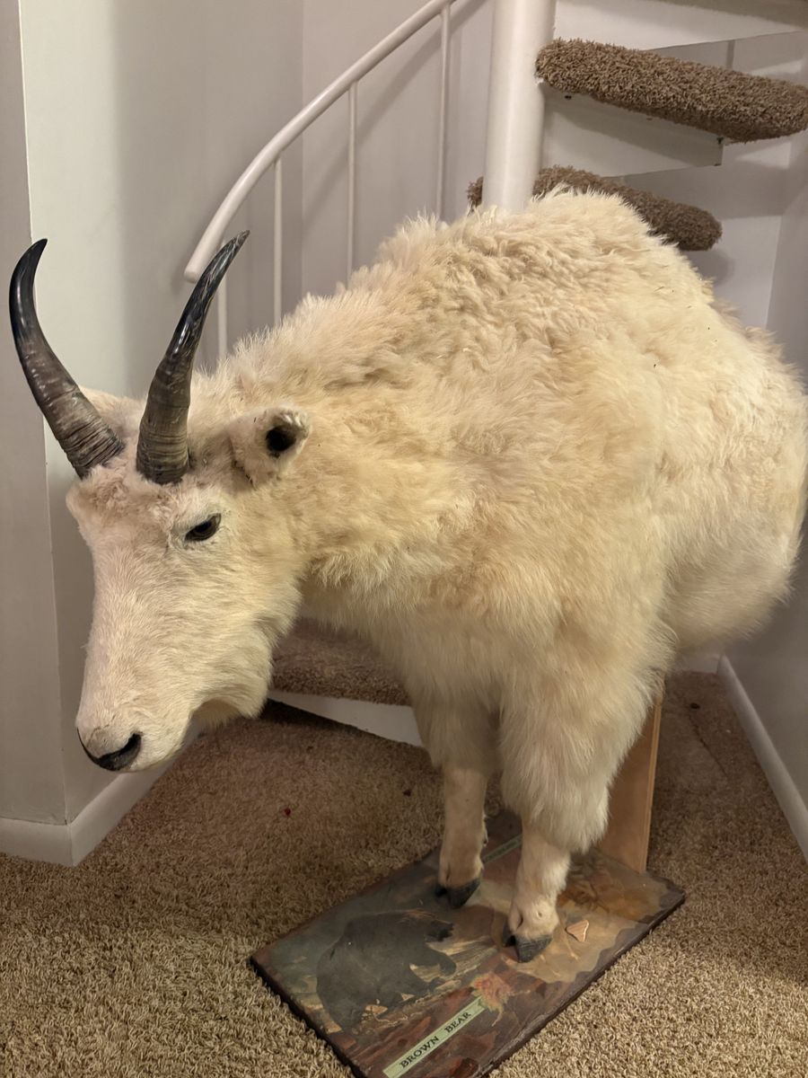 Mountain Goat Full Body Half Mount