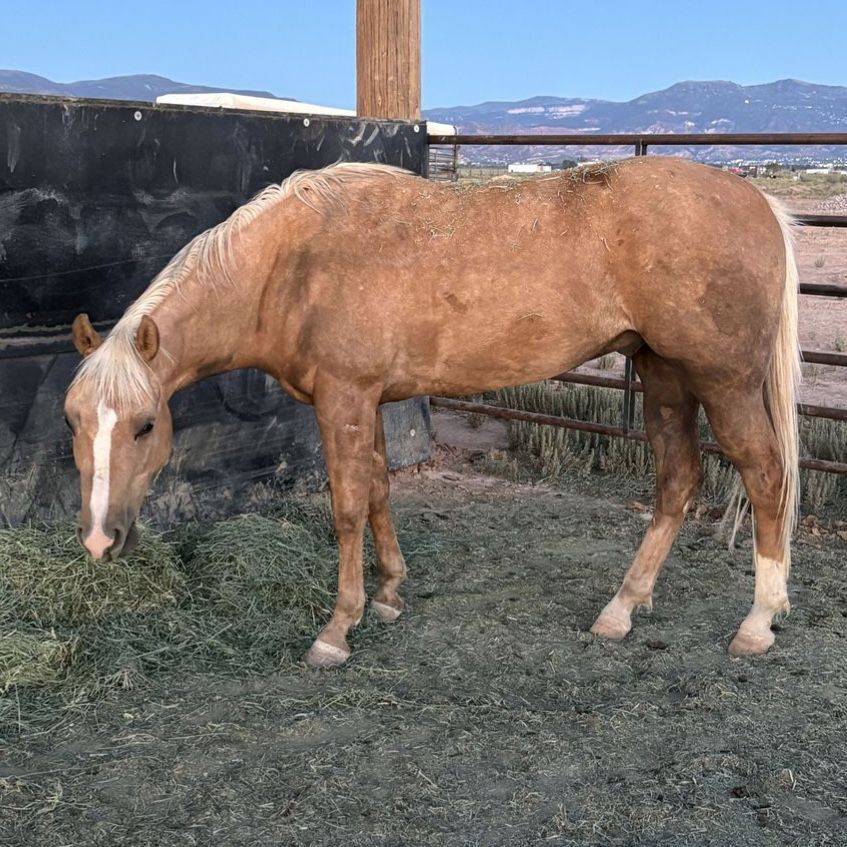 2-Year-Old Palomino Gelding