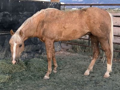 2-Year-Old Palomino Gelding