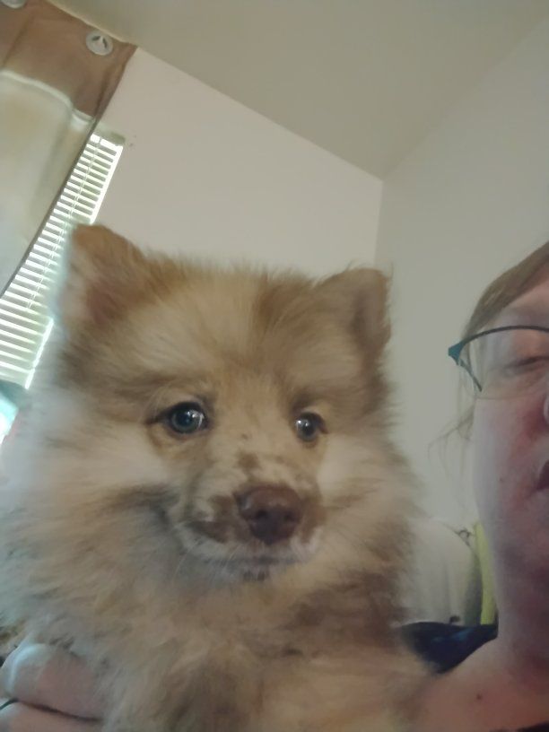 Pomeranian Pups
