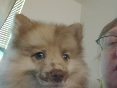 Pomeranian Pups