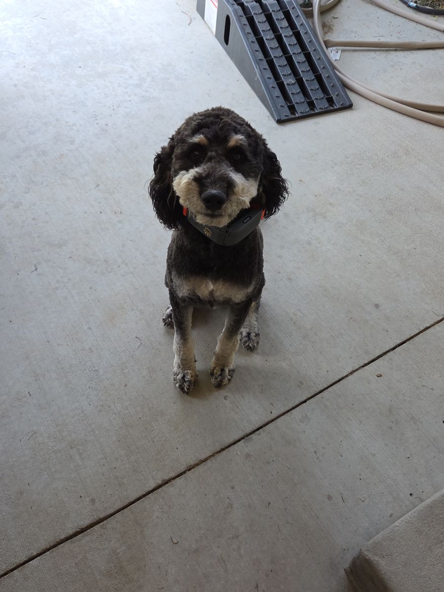 Aussiedoodle