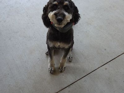 Aussiedoodle