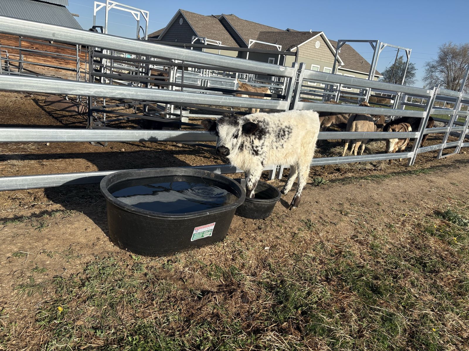 Mini Bred Highland/High park heifer