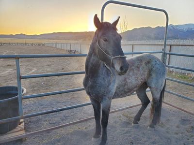 2017 Gray Gelding