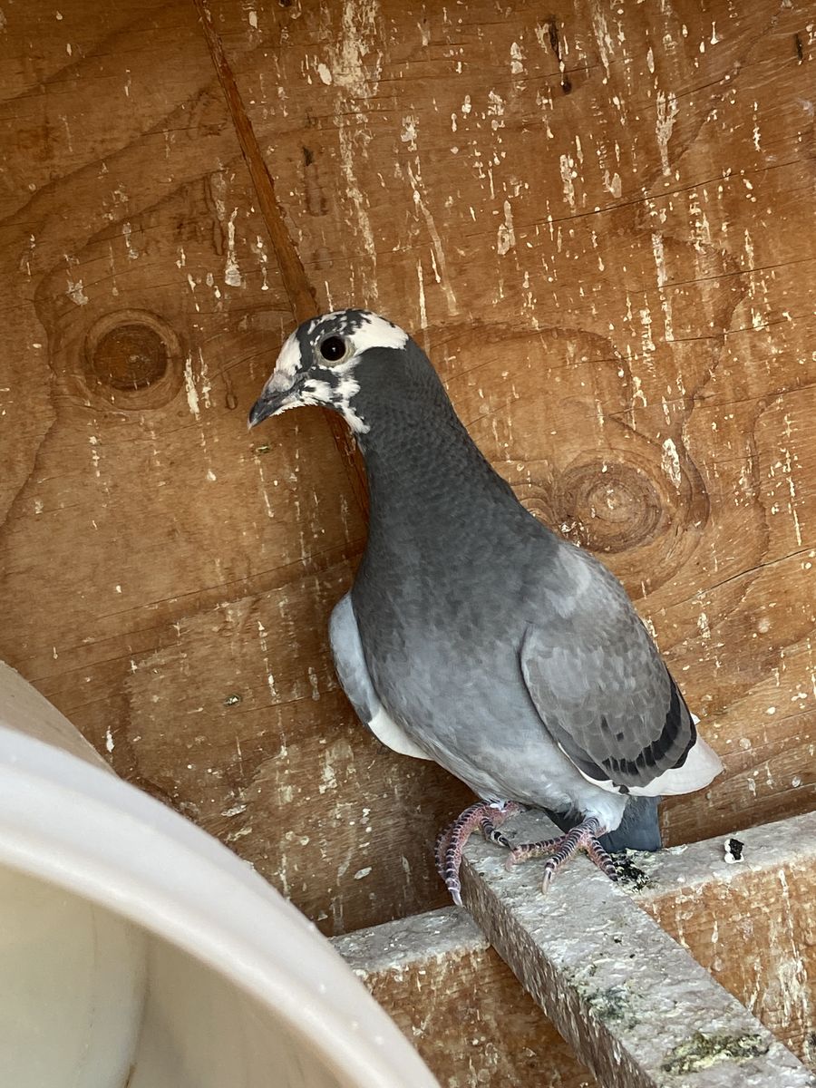 Homer squeaker pigeons