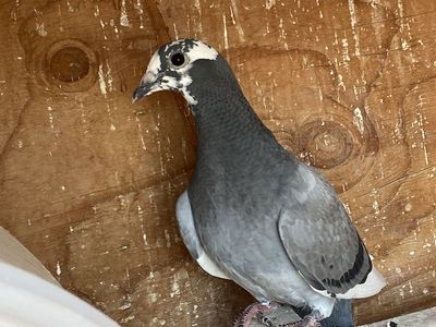 Homer squeaker pigeons