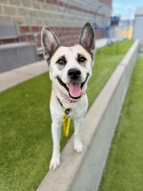 A162116 Nebulara is Available for Adoption!