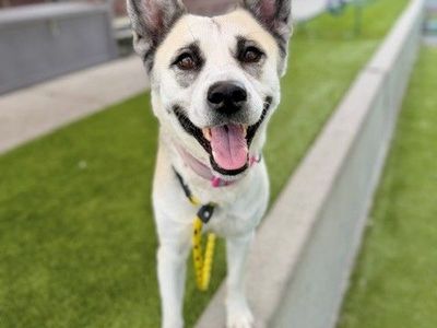 A162116 Nebulara is Available for Adoption!
