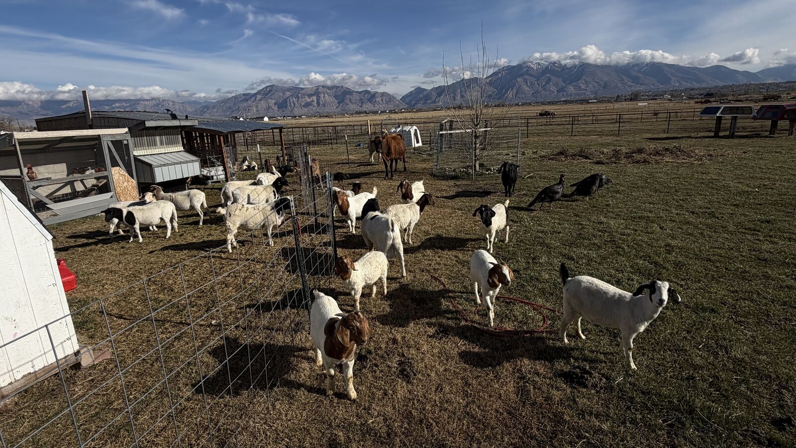 Goats for sale Boer goats