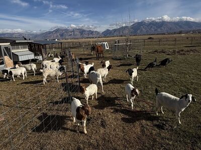 Goats for sale Boer goats