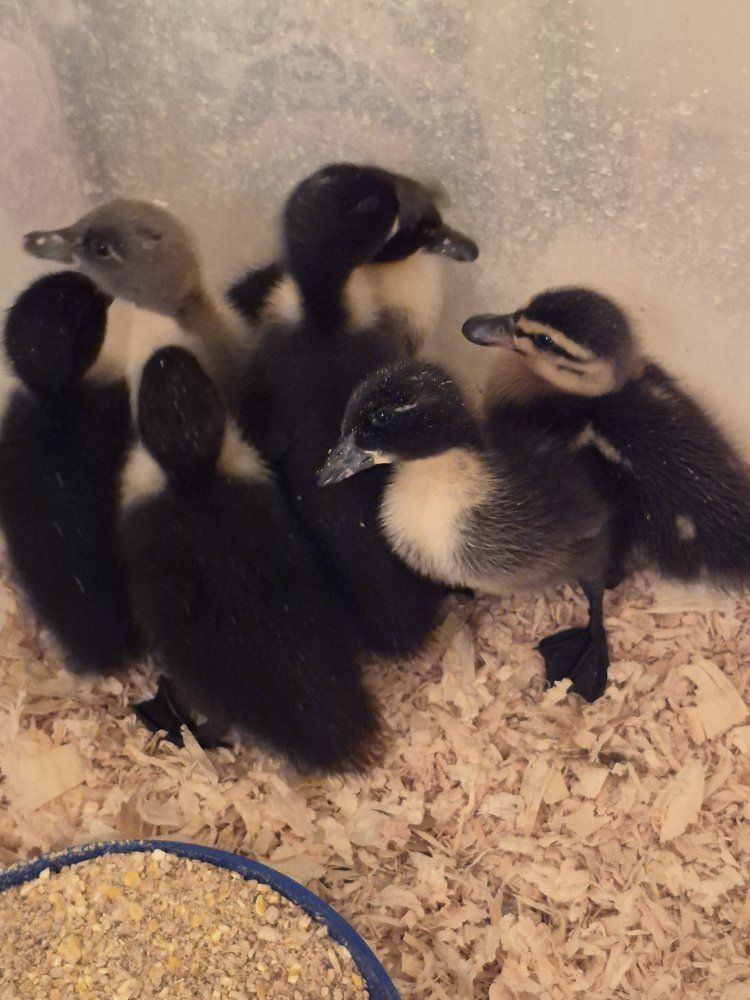 Assorted Ducklings - Multiple Breeds & Colors, Young Birds for Sale