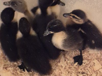 Assorted Ducklings - Multiple Breeds & Colors, Young Birds for Sale