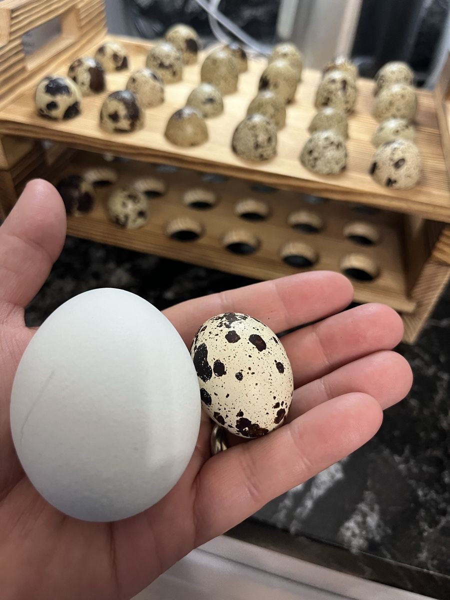 Quail Eggs — Tiny, Adorable, Delicious — $4.50 / dozen