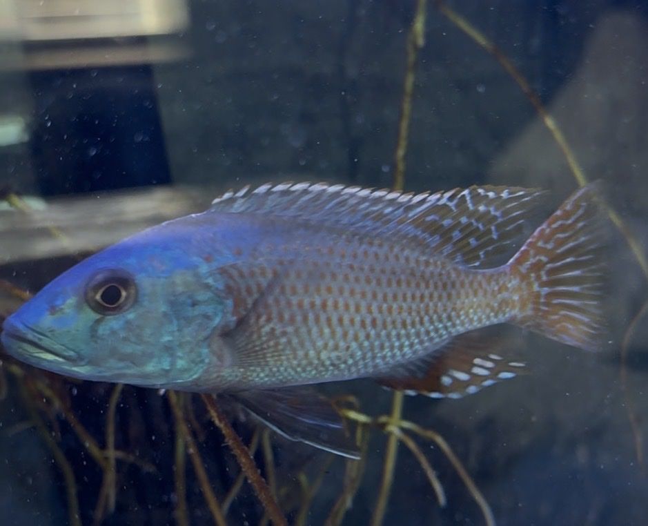 Fusco Cichlid